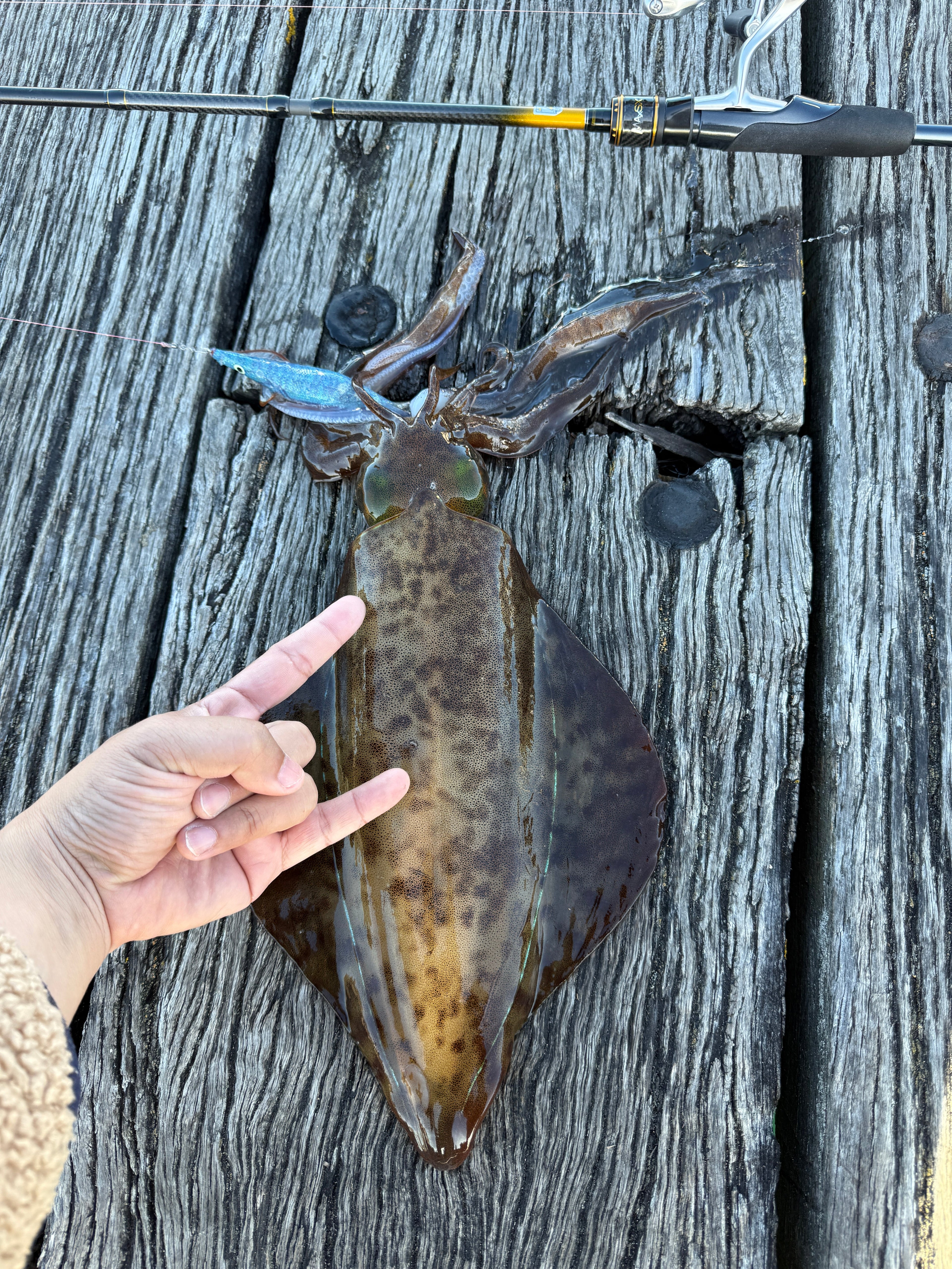 SQUID JIG
